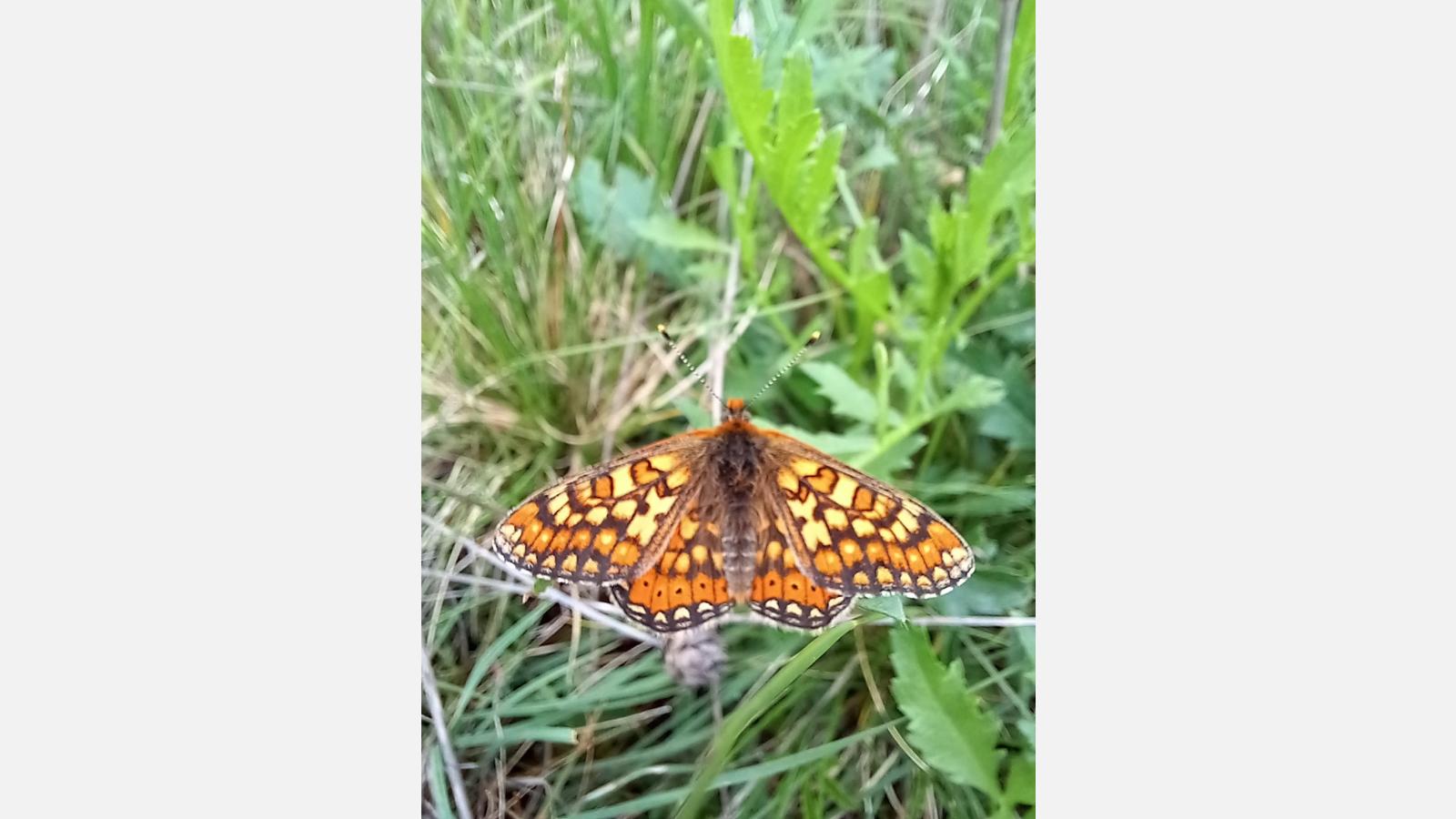 Damier de la Succise