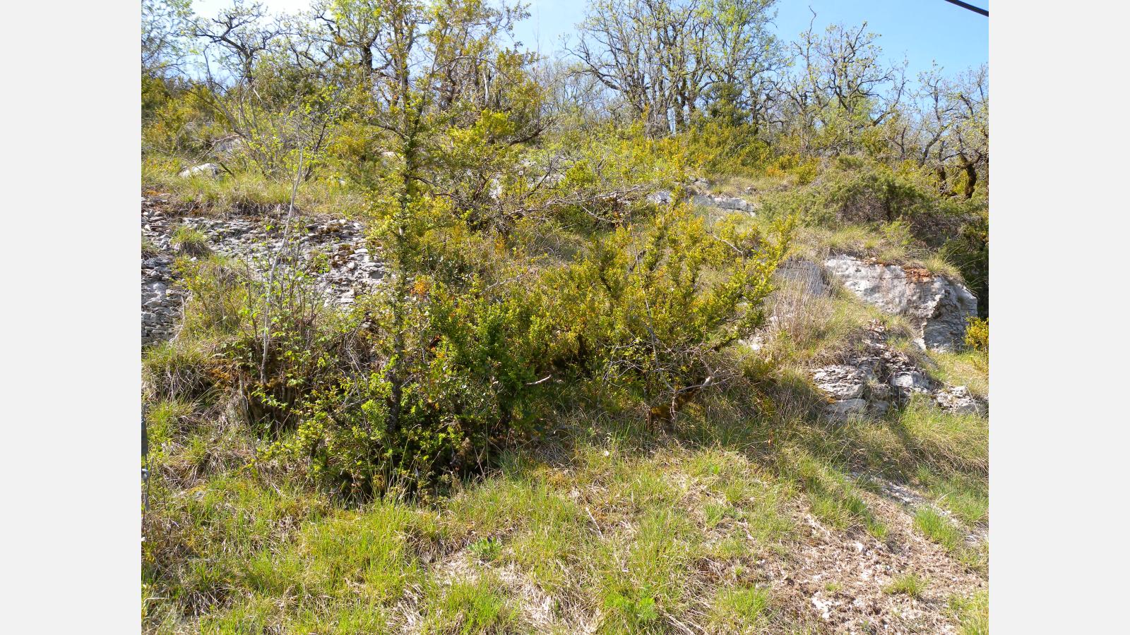 Formation à buis Pentes Rocheuses