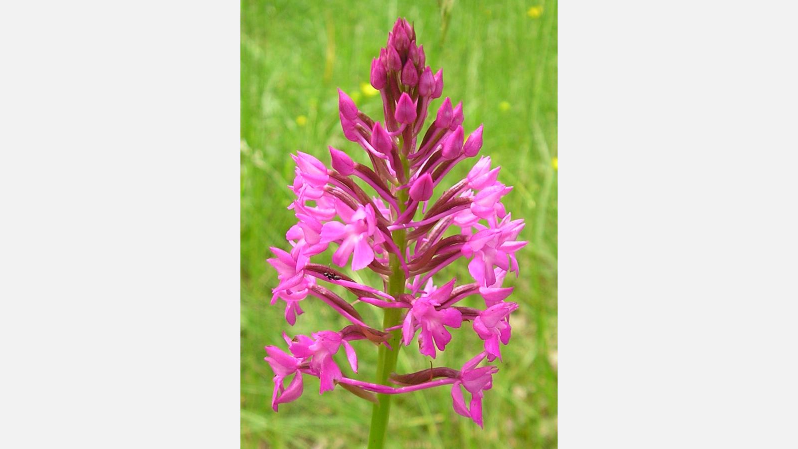 Orchis Pyramidale