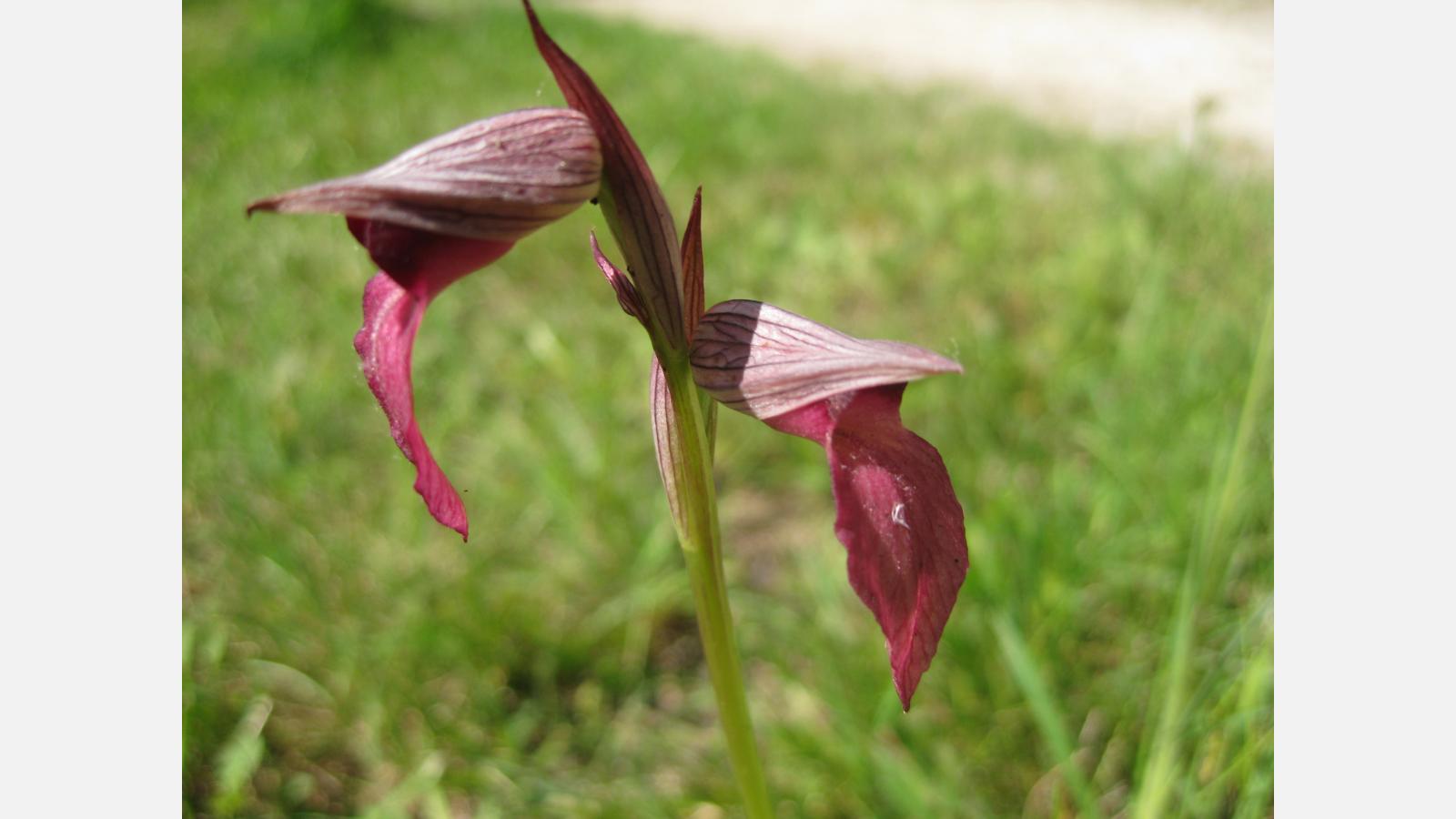 Orchidée Sérapais en soc