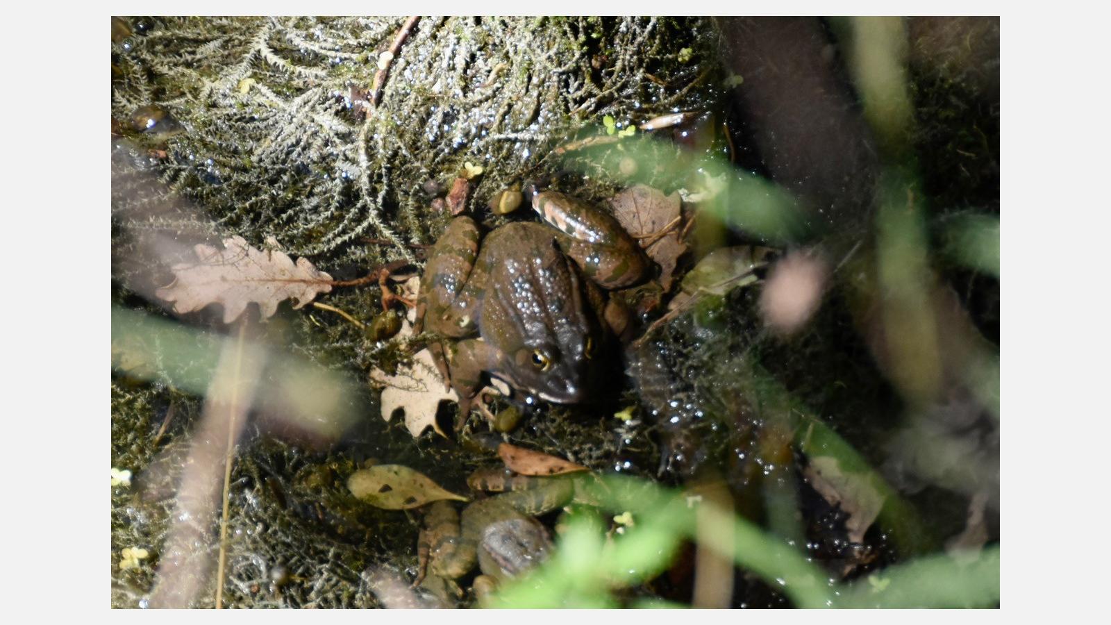 Découverte des amphibiens sur le Sentier de Lou Finot