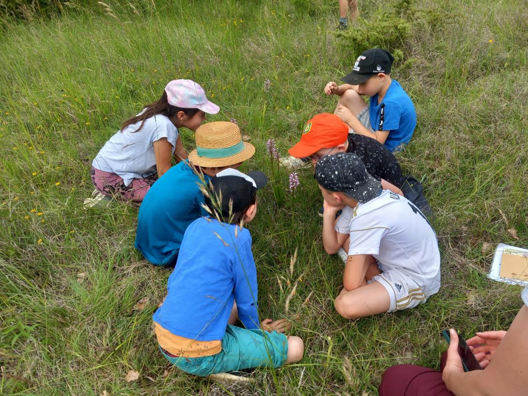 Les écoliers découvrent les orchidées du Causse de Gaussou